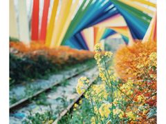 -合肥滨湖国家森林公园