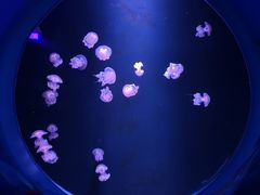 -欢乐海岸海洋奇梦馆