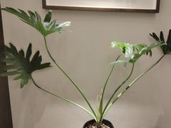 -九福楼大酒店