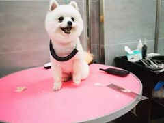 -宠福鑫康馨动物医院·骨科·眼科