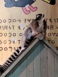 -Zoolung Zoolung动物主题公园(海信广场店)