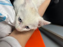 -伟伟宠物医院·CT影像中心·瑞派犬猫综合性门诊(汉口总院)