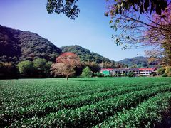 -西湖风景区十里琅珰-五云山