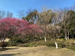 -杭州植物园