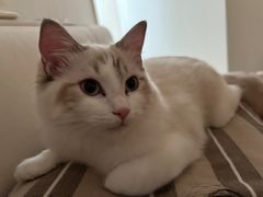 -中农大我爱我爱动物医院·核磁CT·猫病·24小时夜诊中心(石佛营店)