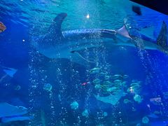 -烟台海昌鲸鲨海洋公园