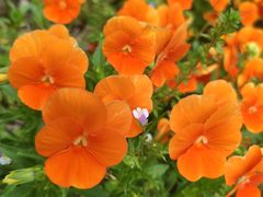 -新虹桥中心花园