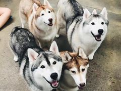 -TrueLove @ Neverland (Husky Cafe)