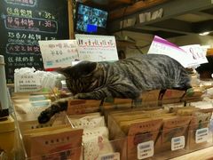 -猫的天空之城概念书店(西塘古镇店)