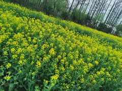 -前小桔亲子创意农场·草莓采摘·露营烧烤