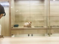 -飞行喵MR PILOT|猫舍·猫咖(静安大融城店)