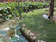 -上海野生动物园