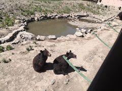 -新疆天山野生动物园