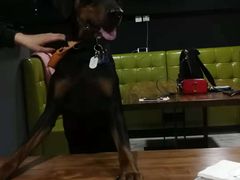 -百好乐宠物友好餐厅(朝外大街店)