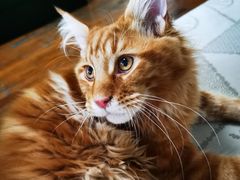 -糯米喵星人总部直营旗舰店·猫舍·幼猫出售