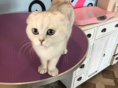 -70cat德文卷毛猫·缅因猫纯种猫舍