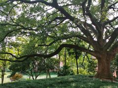 -之江大学-旧址