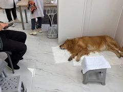 -邢大夫动物医院