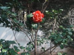 -木渎古镇
