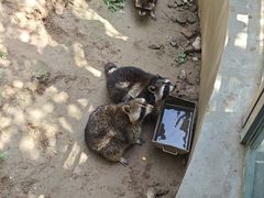 -青藏高原野生动物园