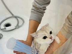 -momokira米努特·德文卷毛猫·棉花面纱犬