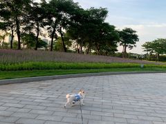 -芒洲湿地公园