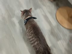 -楼上猫咖(罗湖店)