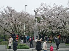 -武汉大学-樱园