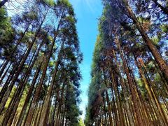 -玉苍山国家森林公园