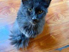 -猫小院猫主题餐厅(南锣旗舰店)