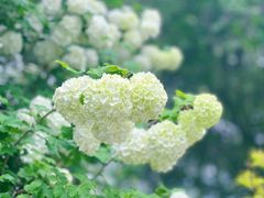 -国家植物园