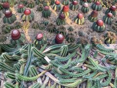 -深圳仙湖植物园