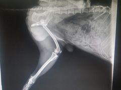 -瑞鹏宠物医院·爱宠堂·骨外专科(西荷分院)