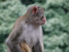 -黔灵山公园