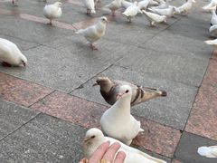 -顺峰山公园