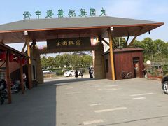 -南汇水蜜桃采摘(大团店)