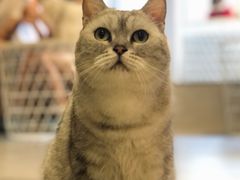 -猫儿山۰猫主题餐厅