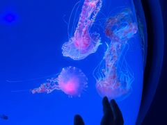-海合安成都极地海洋公园