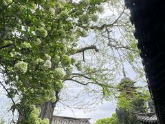 -常熟方塔园