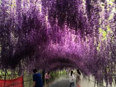 -大塘金香草谷