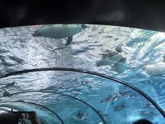 -珠海长隆海洋王国