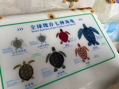 -广东惠东海龟国家级自然保护区