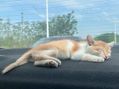 -贝康宠物医院·犬猫全科·小动物特色诊疗中心(东环路店)