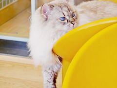 -有喵·猫咖·狗咖·40+猫狗有小奶狗(岗厦店)