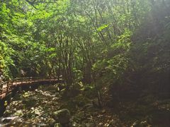 -牛背梁国家森林公园