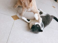-Catmate·猫肥家润(金润铂宫店)