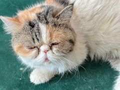 -Sweet cat·星愿猫咖(国贸大厦店)