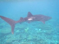 -中央格兰德岛温泉度假酒店 - 全包