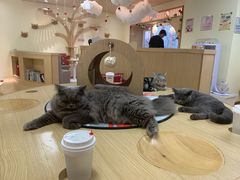 -猫和宫(六道口店)