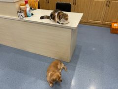 -佑安动物医院·全科·内窥镜中心(幸福巷店)